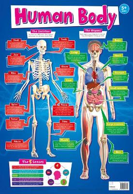 The Human Body