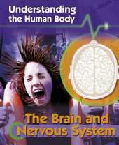 Understanding the Human Body: The Brain and Nervous System