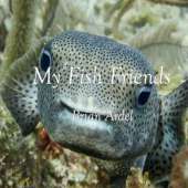 My Fish Friends