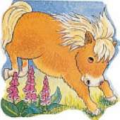 Pony