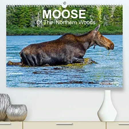 MOOSE Of The Northern Woods 2020: Let's follow the moose of Quebec northern woods. Philippe Henry presents 13 photos of this silent giant.