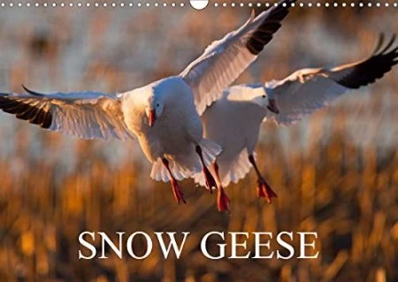 SNOW GEESE 2020: 14 photos of an emblematic bird of Northern Canada.