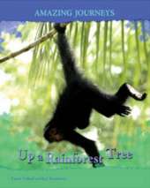 Up a Rainforest Tree