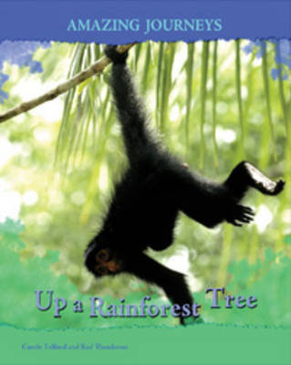 Up a Rainforest Tree