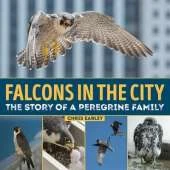 Falcons in the City: The Story of a Peregine Family