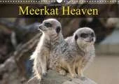 Meerkat Heaven 2017: Meerkats Basking in the Morning Sunshine