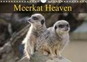Meerkat Heaven 2018: Meerkats Basking in the Morning Sunshine