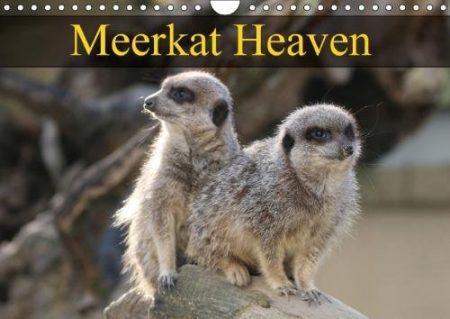 Meerkat Heaven 2018: Meerkats Basking in the Morning Sunshine