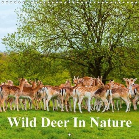 Wild Deer in Nature 2018: Wild Deer in the Forest and on a Hill
