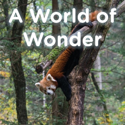 A World of Wonder