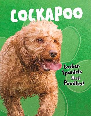 Cockapoo: Cocker Spaniels Meet Poodles!