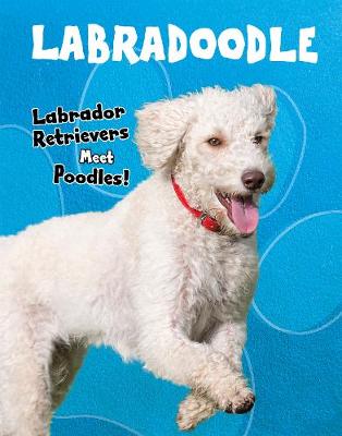 Labradoodle: Labrador Retrievers Meet Poodles!