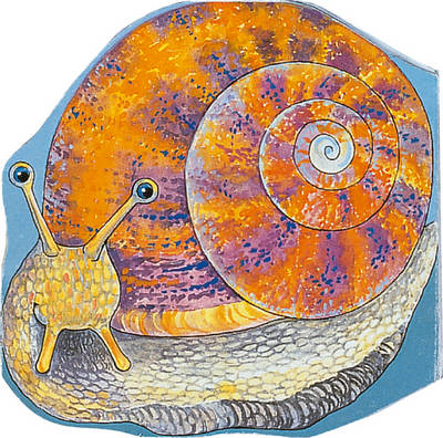 Pocket Snail