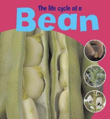 Learning About Life Cycles: The Life Cycle Of A Bean