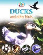 LIFE CYCLES DUCKS (BIRDS)