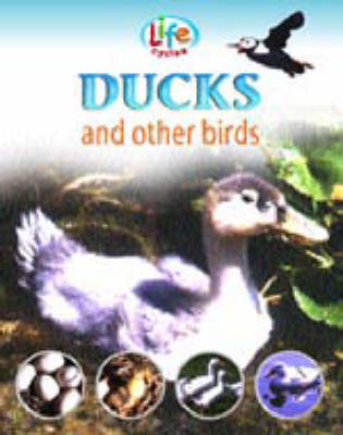 LIFE CYCLES DUCKS (BIRDS)