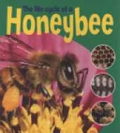 Learning About Life Cycles: The Life Cycle Of A Honeybee