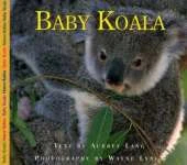 Baby Koala