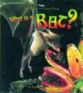 What is a Bat?