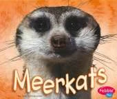 Meerkats
