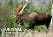 Orignal. Geant Silencieux 2018: L'Orignal Du Canada Au Fil Des Quatre Saisons.