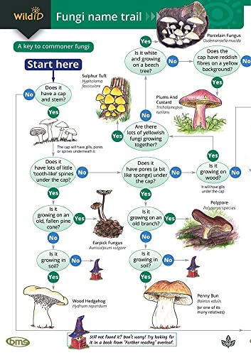 The Fungi Name Trail: Occasional Publication 80