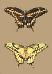 Carnet Ligne, Papillons Cresphontes