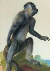 Carnet Ligne, Macaque
