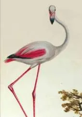 Carnet Ligne, Flamant Rose