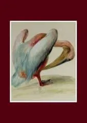 Carnet Ligne, Pelican