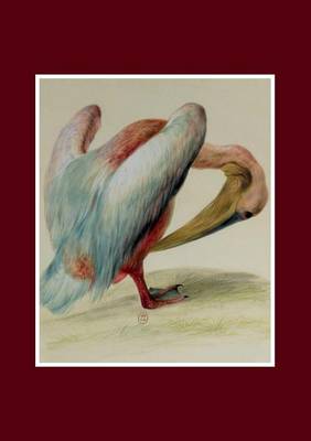 Carnet Ligne, Pelican