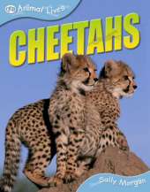 Cheetahs