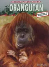 Orangutan