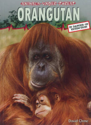 Orangutan