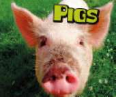 Pigs