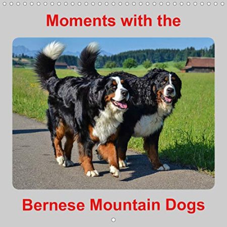 Moments with the Bernese Mountain Dogs 2020: Nice pictures of the Bernese ...