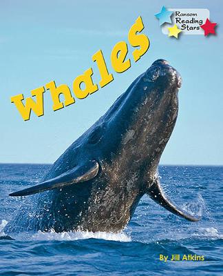 Whales (Pack 6)