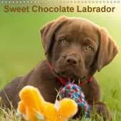 Sweet Chocolate Labrador 2017: Chocolate Labrador Puppy 9 Weeks Old