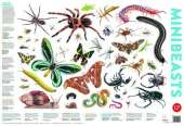 Minibeasts