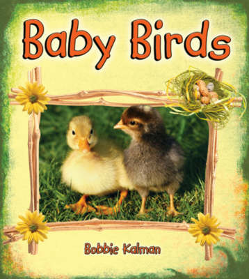 Baby Birds