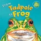 Lifecycles: From Tadpole To Frog