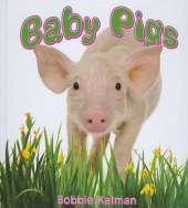 Baby Pigs