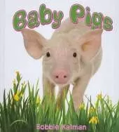 Baby Pigs