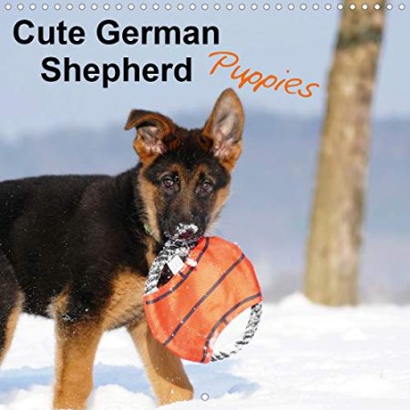 Cute German Shepherd Puppies 2020: Who can resist their magic