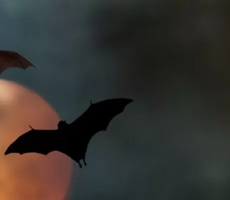 The Best Vampire Romance Books
